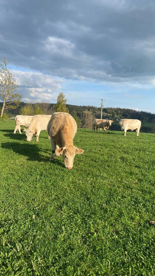 Rokytnice Nad Jizerou, Modra Hvezda Lägenhet Exteriör bild